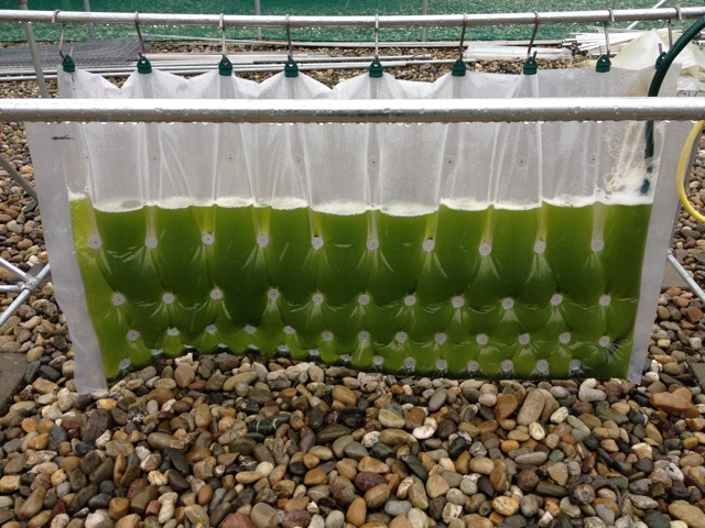 Draagconstructie-algen